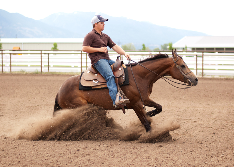half arabian reining horse