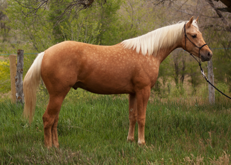 half arabian reining horse